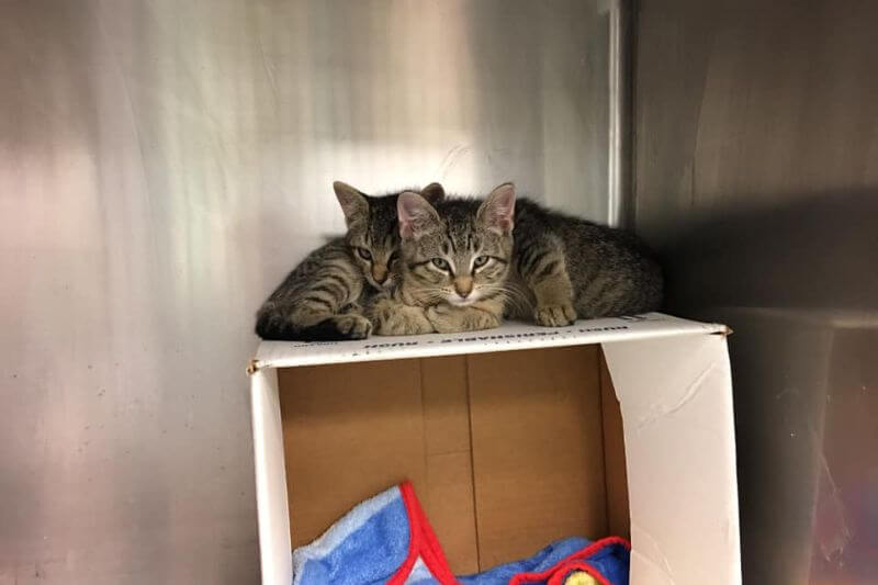 kittens on a box