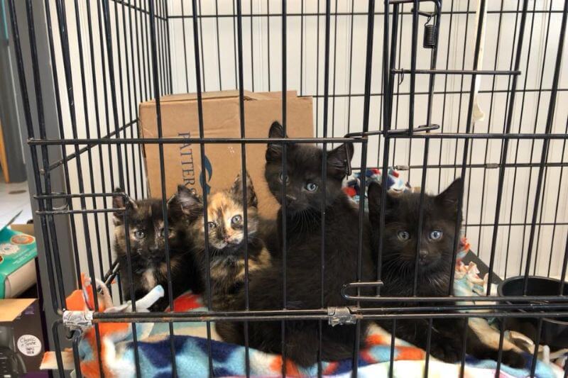 kittens in their cage
