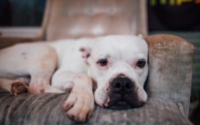 How To Spot Signs of Pain in Your Pet