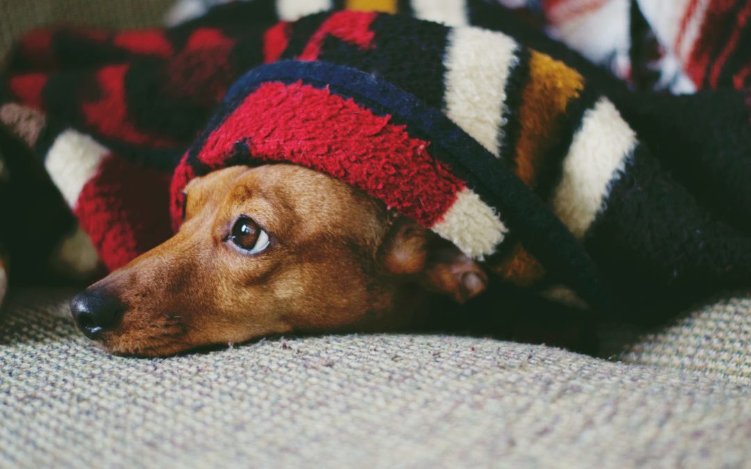 Dachshund wrapped in a blanket