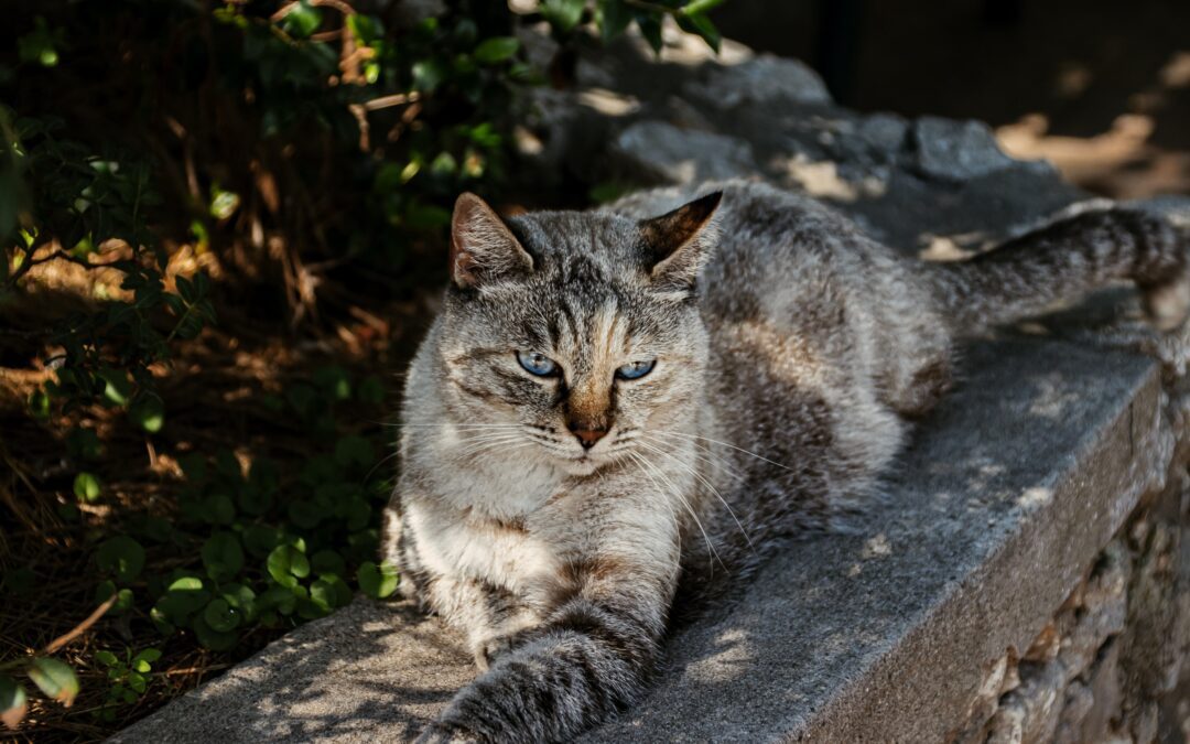 Grey and brown cat sitting on brick garden wall
