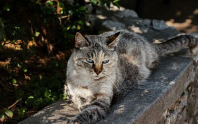 Pet-Friendly Gardening this Spring