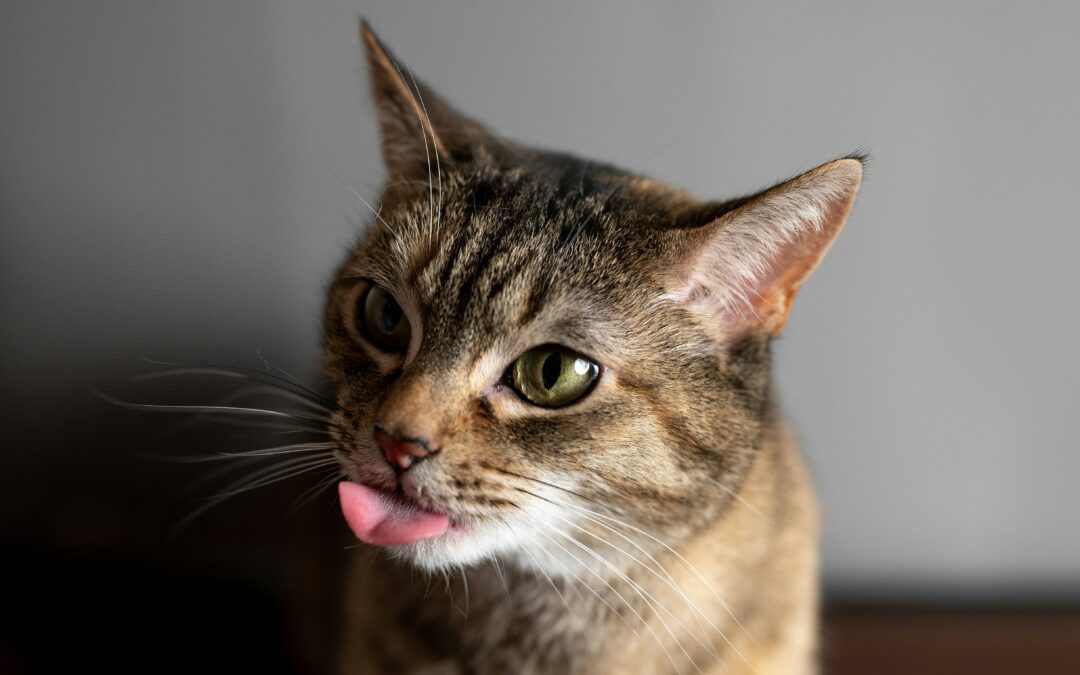 Close-up of a brown tabby cat with its tongue sticking out.